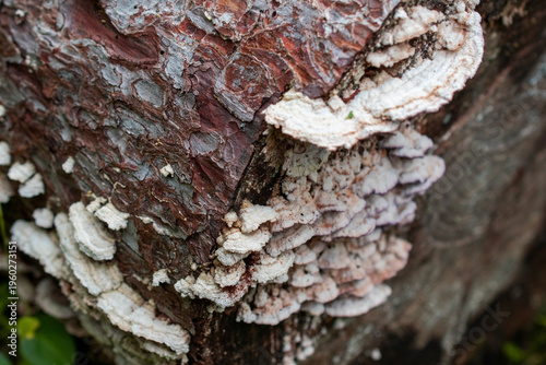 Photos White Shelf Fungi on Tree Bark