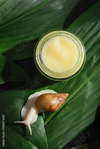 Giant Achatina snail and ja...
