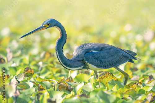 A wild tricolored heron (Egretta tricolor) stalking prey amongst floating vegetation with backlighting, Florida