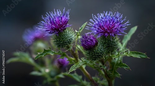 Close-up of a Vibrant Purple Thistle Flower in Bloom.