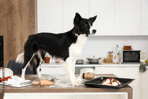 Naughty Border Collie dog w...