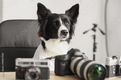 Cute Border Collie dog with...