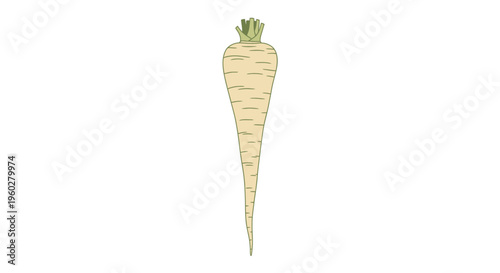 Single fresh parsnip vegetable isolated on white background