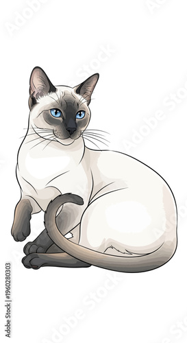 Elegant Siamese cat with blue eyes sitting on white background