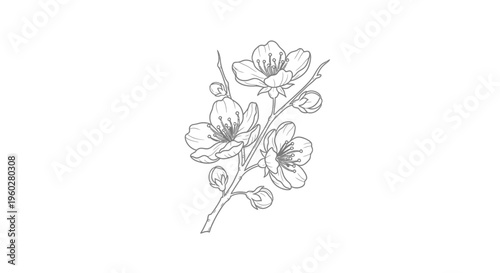 Elegant cherry blossom branch line art illustration