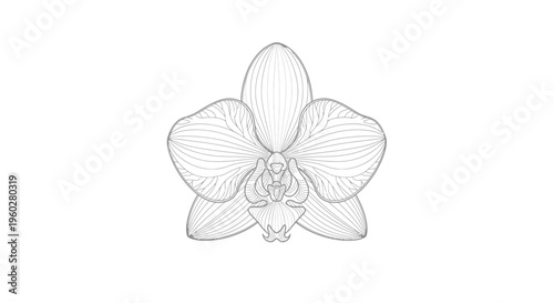 Delicate line art drawing of an orchid flower on white background