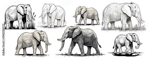 Elephant Illustration Collection in Hand-Drawn Sketch and Line Art Style