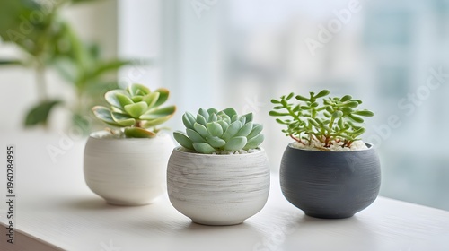 Three Small Succulent Plants in Modern Pots on a Windowsill.