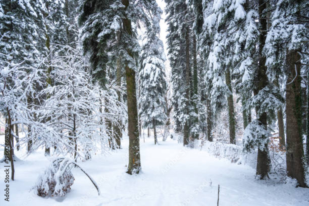Fototapeta premium Winter landscape of Bulgarian mountains. 