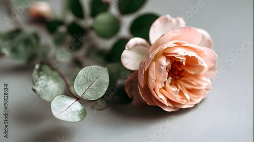 Delicate Peach Rose with Soft Green Leaves on a Light Surface.
