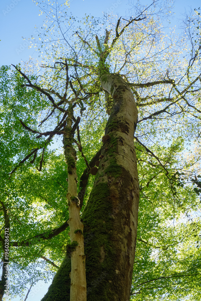 Fototapeta premium The view up to the trunk of Oriental beech overgrown with moss and conks.