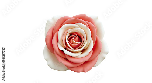 Bi-colored Rose