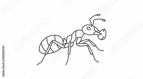 Ant insect walking on the ground, isolated white background.