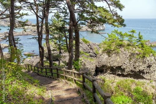 青森県八戸市の三陸復興国立公園・種差海岸に広がる淀の松原遊歩道と松林越しに望む太平洋/Scenic View of the Yodo-no-Matsubara Walkway and the Pacific Ocean Through Pine Groves at Tanesashi Coast, Sanriku Fukko National Park