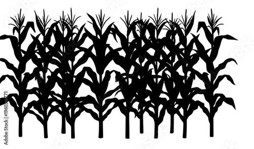 Corn plants rows vector illustration maize crop agricultural growth design