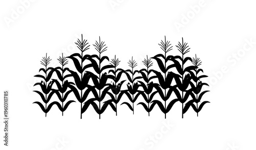 Corn field concept vector with maize plants agricultural growth minimal illustration