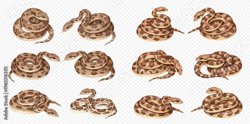 Set of twelve realistic watercolor illustrations of snakes with brown and black patterns, isolated on a transparent background.