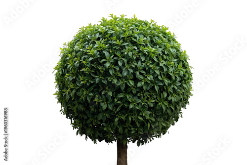Green topiary ball, spherical bush creating a neat garden pattern, cutout plant with transparent background