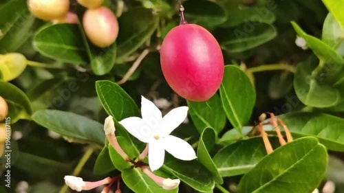 A close-up image of a cluster of bright red carissa carandas fruits hanging from branches amidst lush green foliage.