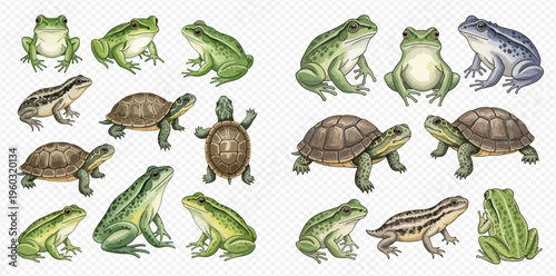 Collection of various frogs and turtles on a white background, perfect for educational and nature-themed designs.