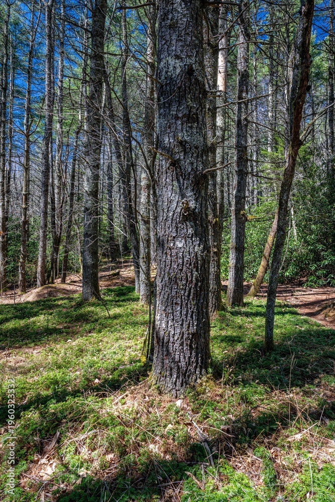 Obraz premium Panthertown Valley, Sapphire, NC