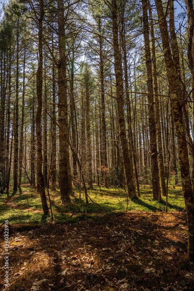 Fototapeta premium Panthertown Valley, Sapphire, NC