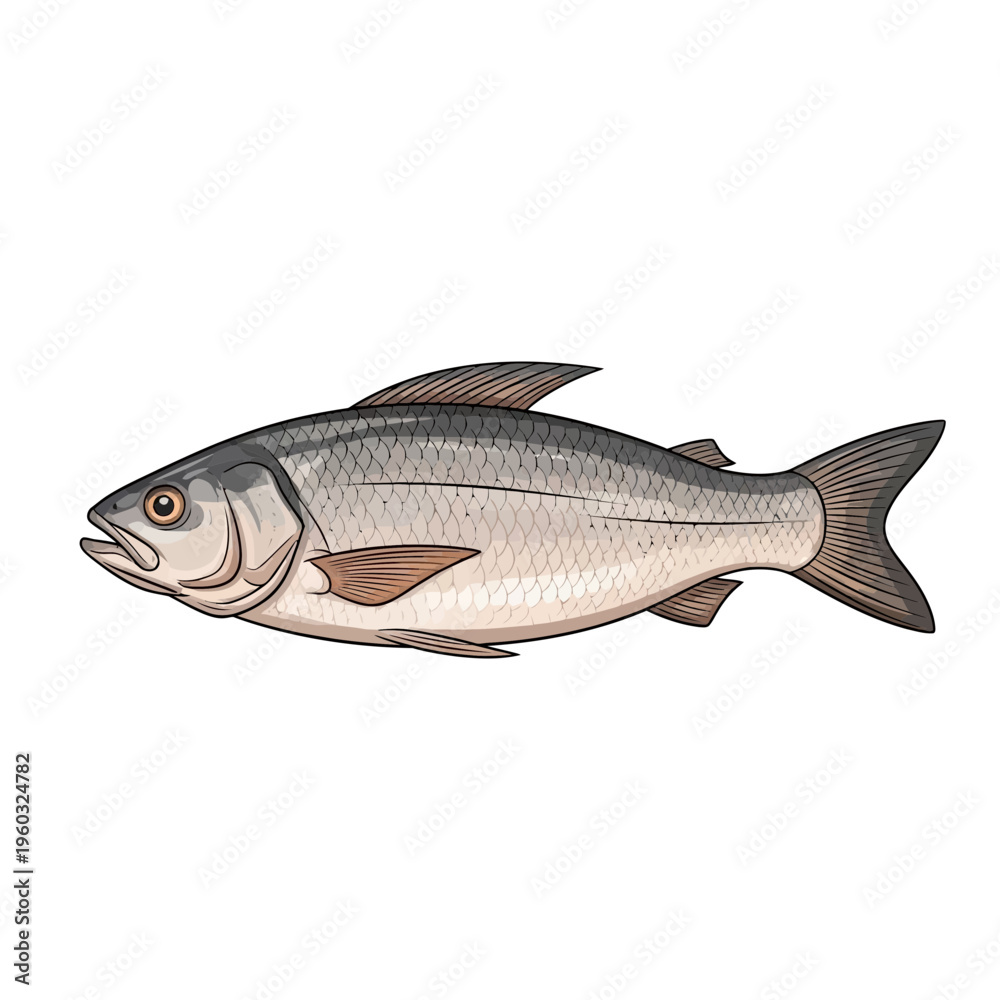 Fototapeta premium Freshwater fish illustration, isolated on white background