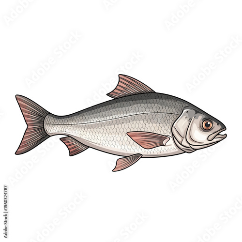 Freshwater fish illustration, realistic style, isolated on white background.