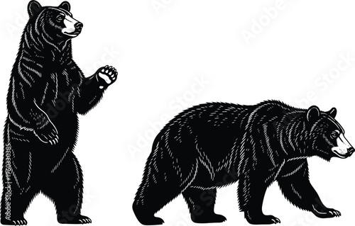 Two grizzly bears vector illustration set featuring standing and walking poses in vintage black and white woodcut style for design