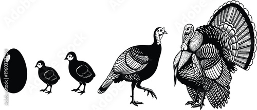 Vector illustration showing five stages of turkey bird life cycle from egg to adult gobbler isolated on white background design.