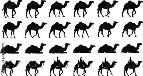 Vector set of black dromedary camel silhouettes showing walking steps, lying down poses, and riding with man, isolated on white background.