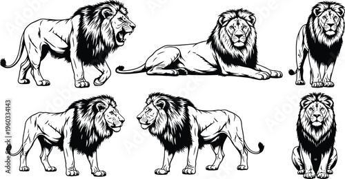 Vector set of hand drawn vintage engraving style male lion illustrations featuring walking roaring and sitting poses for heraldry design