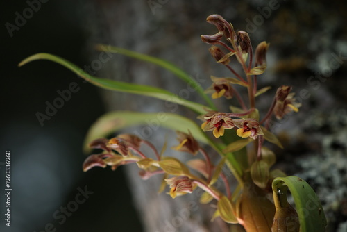 Pinalia Amica  is a species of orchid,sepals and petals buff-yellow, with red veins and yellow apices, lip pink with bright yellow apex, lateral lobes and keels red.
Phu Luang Wildlife Sanctuary.