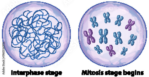Diagram of Cell Division Comparing Interphase and Early Mitosis Stages