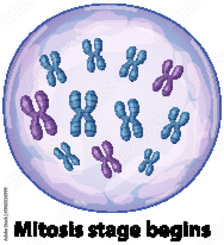 Scientific Illustration of Chromosomes Inside a Cell During Mitosis Stage