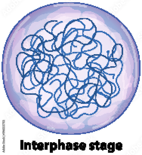 Scientific Illustration of a Biological Cell in the Interphase Stage