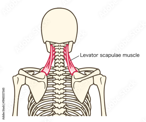 肩甲挙筋の解剖学イラスト