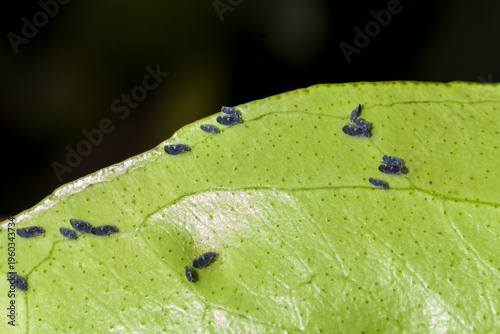 Wallpaper Mural Asian Citrus Psyllid Colony on a Leaf.  Torontodigital.ca