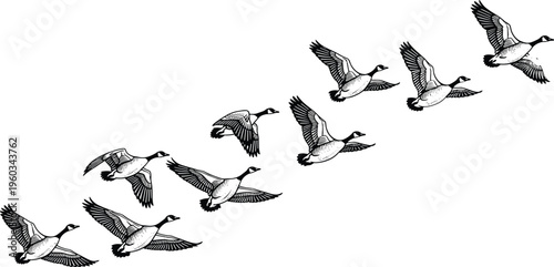 A striking black and white vector illustration of a flock of Canada geese migrating, showing various wing positions and flight patterns, isolated on a white background, symbolizing 