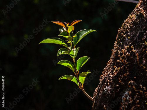 Quadro su tela Sunlit new sprout with fresh green leaves growing from an old tree trunk in the