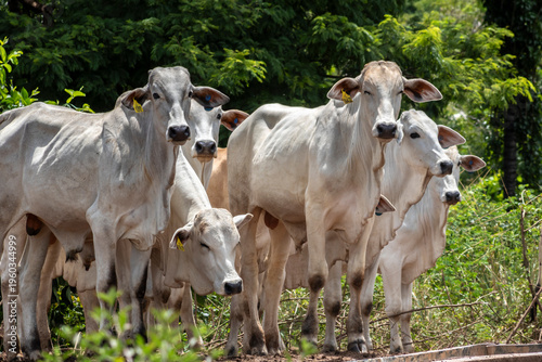 Wallpaper Mural Herd of Nelore cattle grazing in a pasture on the brazilian ranch Torontodigital.ca