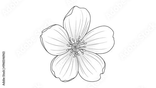 Detailed black and white line art drawing of a single five petal flower showing delicate petals and central stamens on white background.