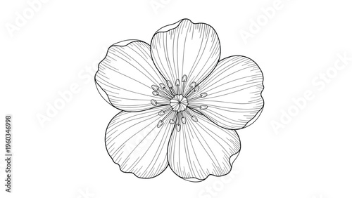 Detailed black and white line art drawing of a single five-petal flower with delicate stamens and intricate petal textures on white.