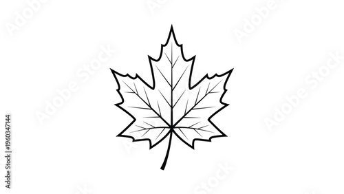 Detailed outline of a maple leaf with a complex network of veins is shown in black and white for botanical study or coloring activities.