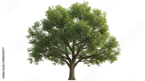 Large green leafy tree, no background