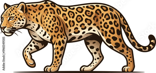 Spotted leopard walking feline predator vector