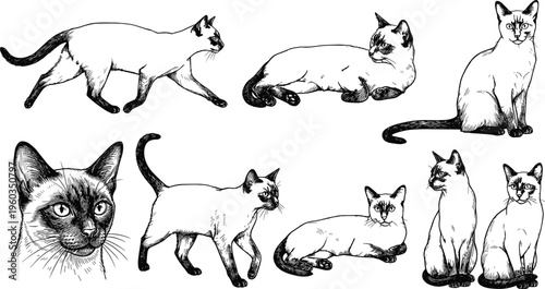 Detailed hand drawn Siamese cat collection featuring various poses such as walking sitting and lying down vectors,