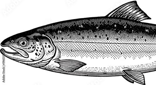 Vintage engraving illustration of a salmon fish, detailed line art drawing of a salmon