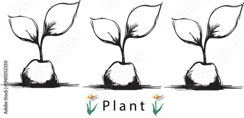 Trio of Sprout: Hand-drawn image of three young sprouts symbolizing new life and growth, perfect for depicting concepts like renewal, ecology, and environmental responsibility.