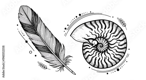 Hand drawn feather and nautilus shell, boho style illustration, decorative elements for tattoo, poster, print, card